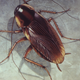 An illustration of the German cockroach, or Blatella germanica